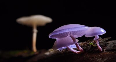 The efficacy of psychedelic in mental health: Can psychedelic therapy help anxiety? What to be aware of and both positive and negative impact with long term use. How to get well informed prior to starting any of these treatments.